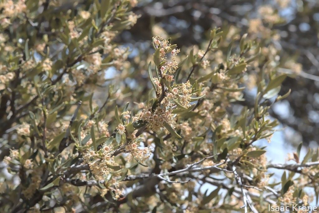 Curlleaf Mountain mahogany (Cercocarpus ledifolius)