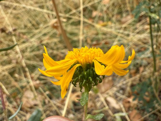 Curlycup gumweed (Grindelia squarrosa)