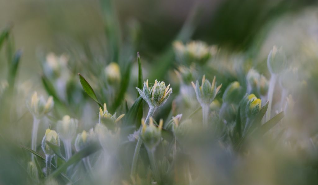 Curveseed butterwort (Ceratocephala testiculata)
