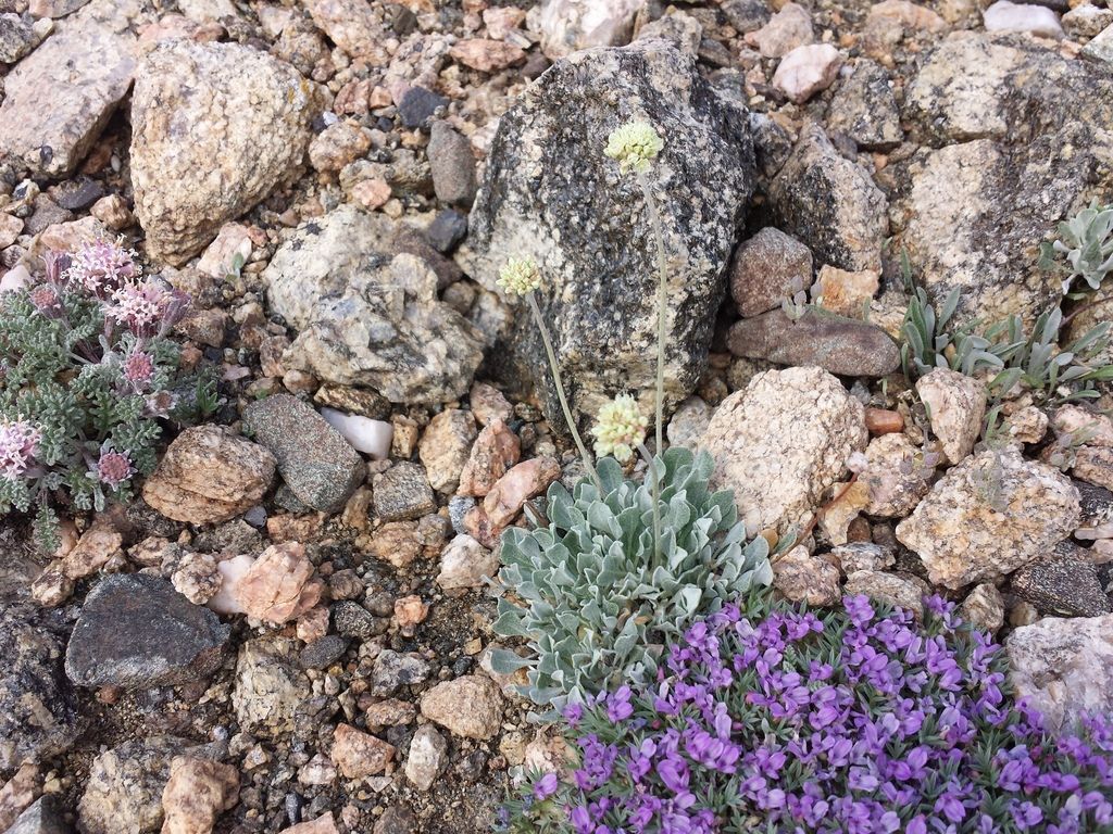 Cushion buckwheat (Eriogonum ovalifolium)