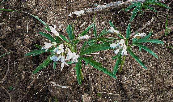 Cut-leaved toothwort (Cardamine concatenata)