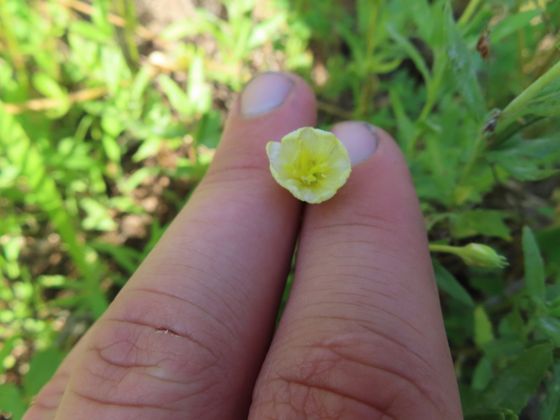 Cutleaf evening primrose (Oenothera laciniata)