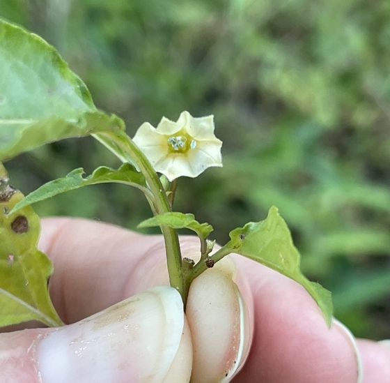 Cutleaf groundcherry (Physalis angulata)