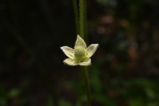 Cylindrical thimbleweed (Anemone cylindrica)