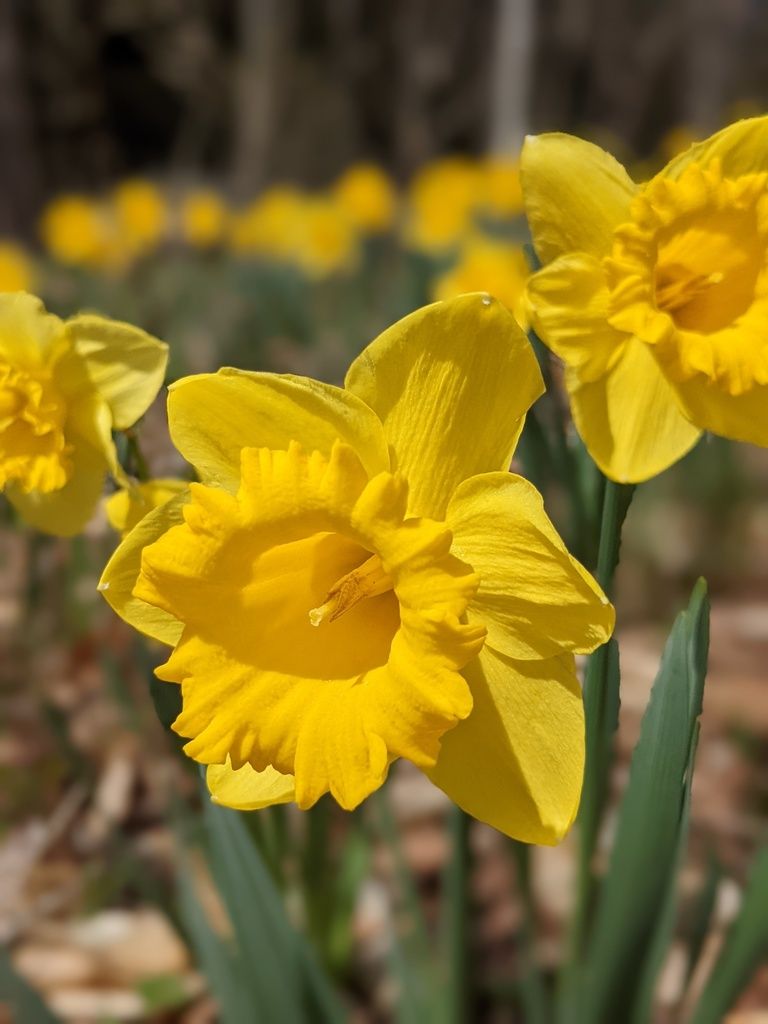 Daffodil (Narcissus pseudonarcissus)