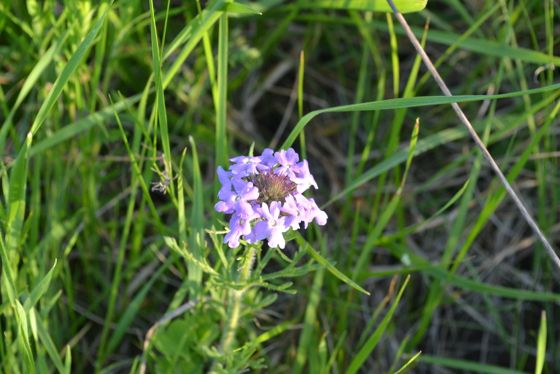 Dakota mock vervain (Glandularia bipinnatifida)