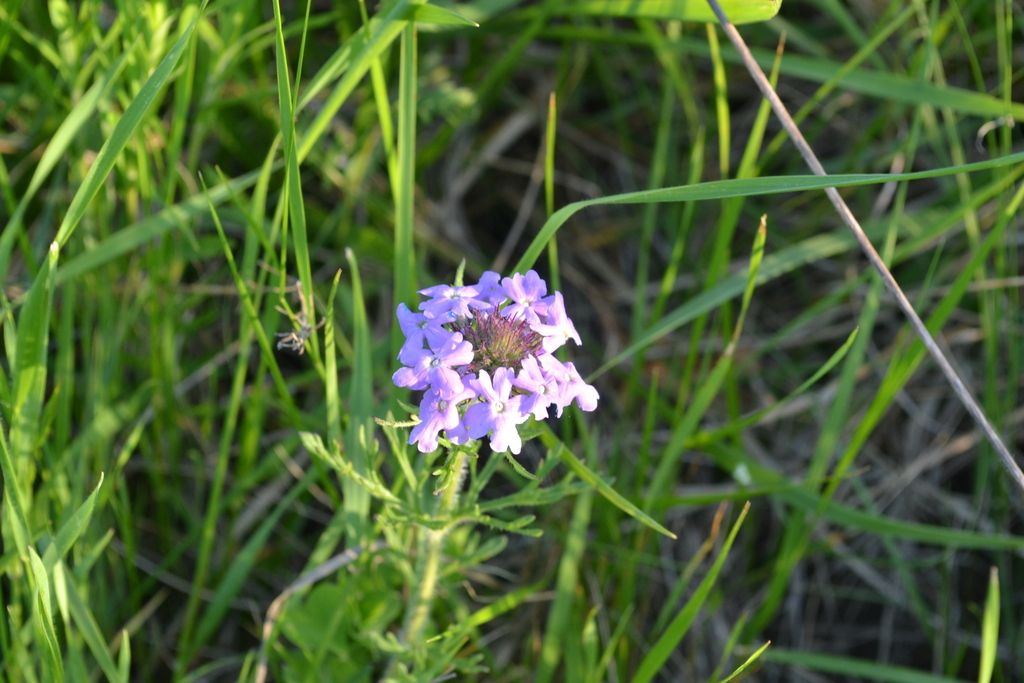 Dakota mock vervain (Glandularia bipinnatifida)