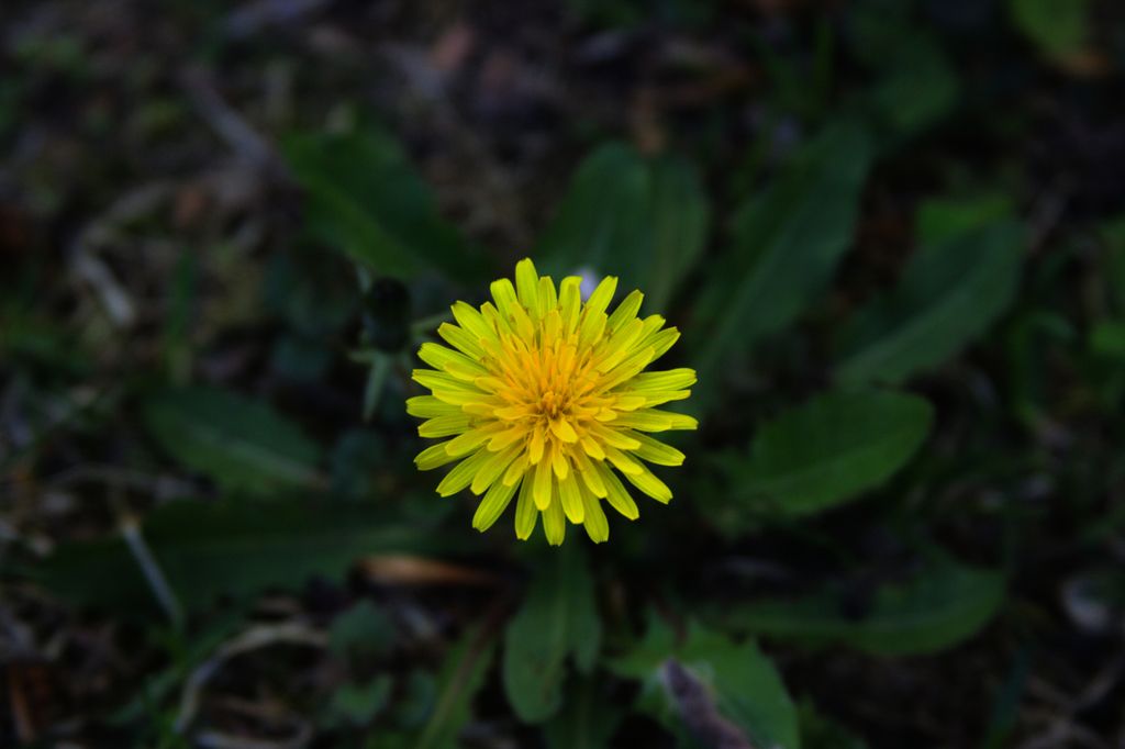 Common dandelion (Taraxacum officinale)