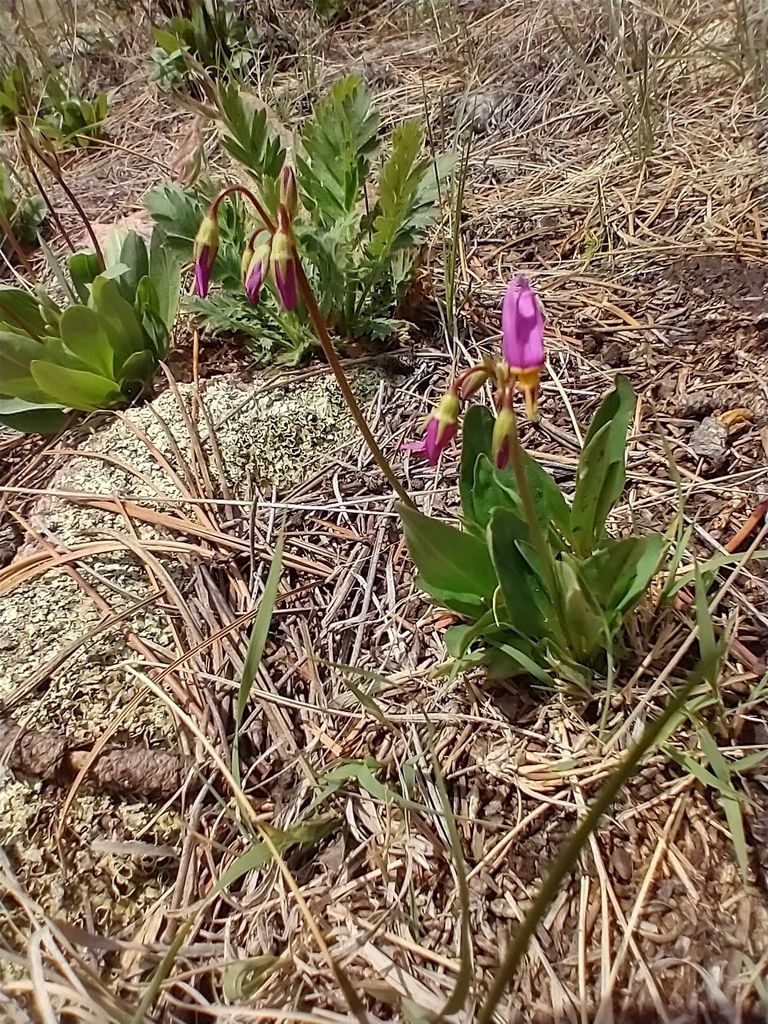 Dark-throated shooting star (Primula pauciflora)