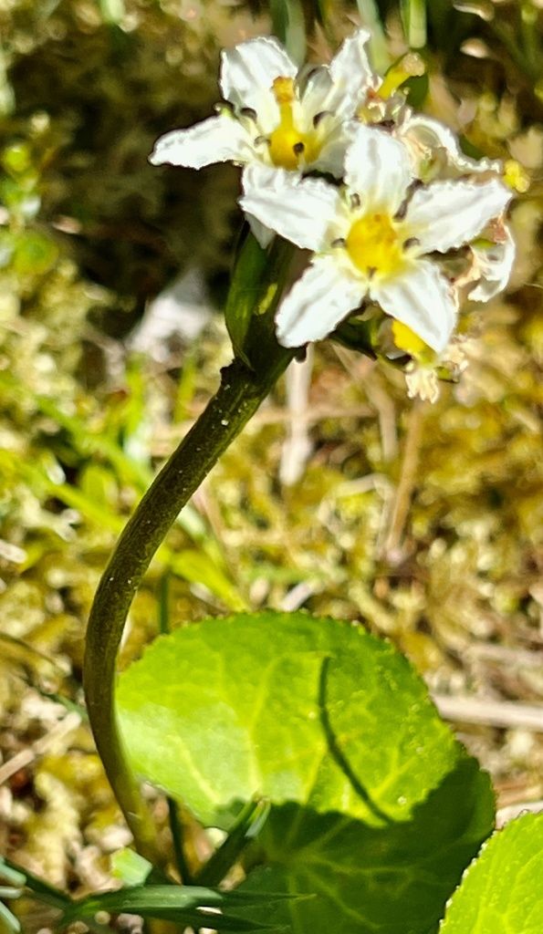 Deer-cabbage (Nephrophyllidium crista-galli)