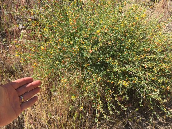 Deerweed (Acmispon glaber)
