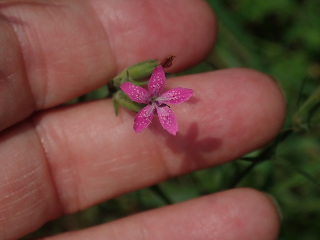Deptford pink (Dianthus armeria)