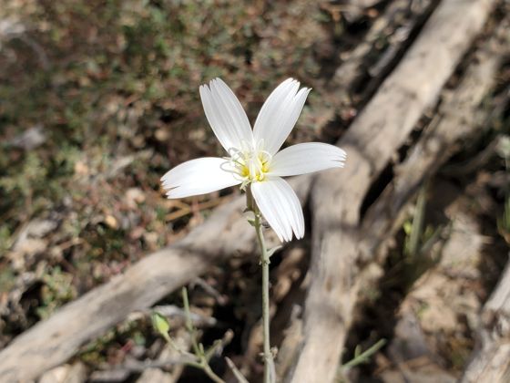 Desert chicory (Rafinesquia neomexicana)