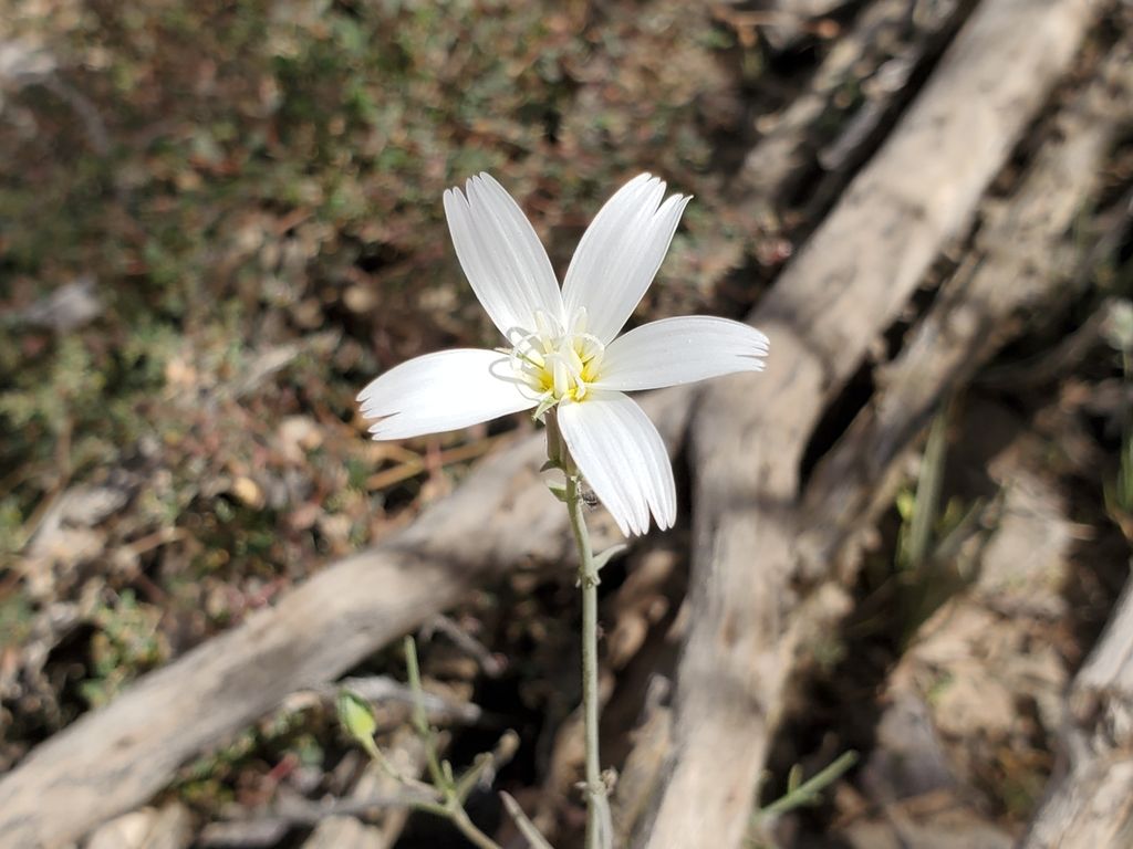 Desert chicory (Rafinesquia neomexicana)