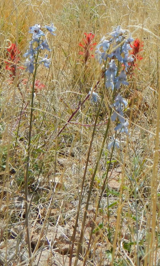 Desert larkspur (Delphinium parishii)