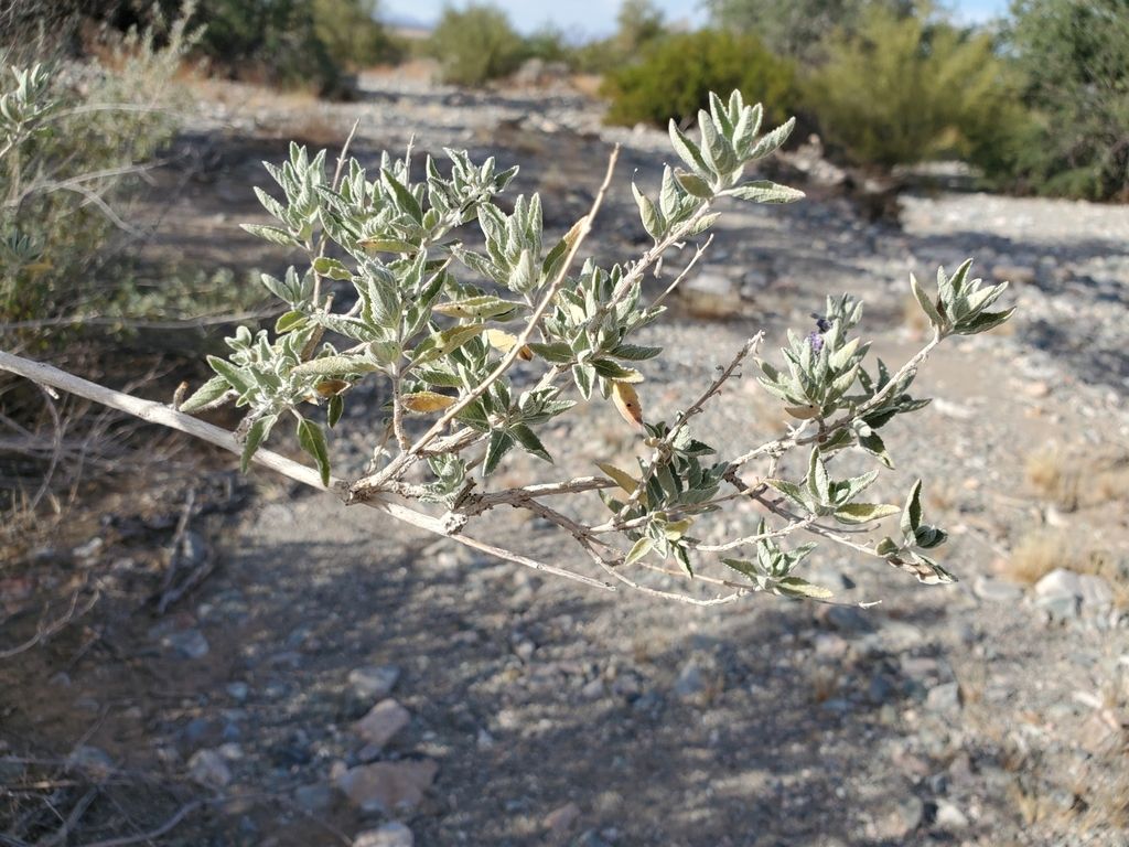 Desert lavender (Condea emoryi)