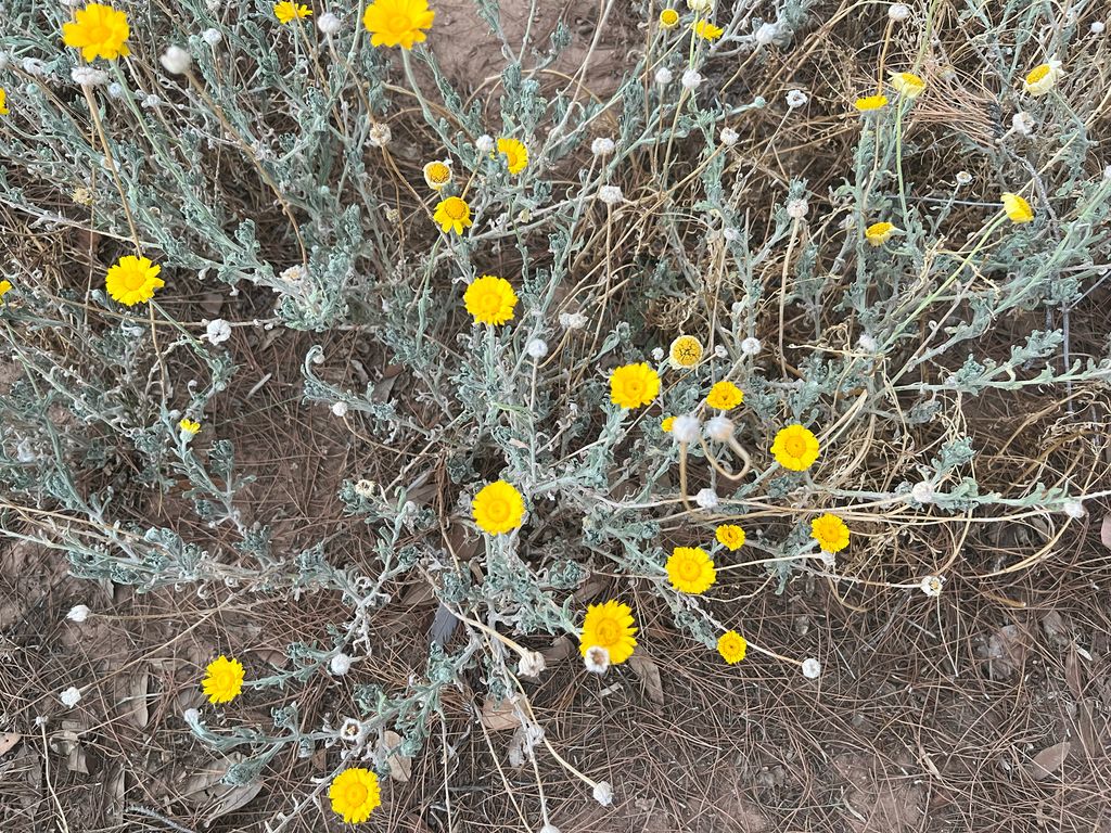 Desert marigold (Baileya multiradiata)