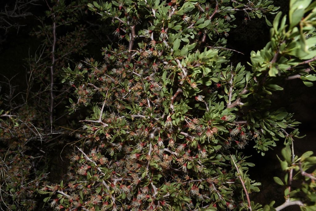Desert peach (Prunus andersonii)