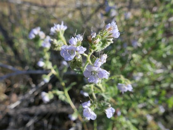 Distant phacelia (Phacelia distans)