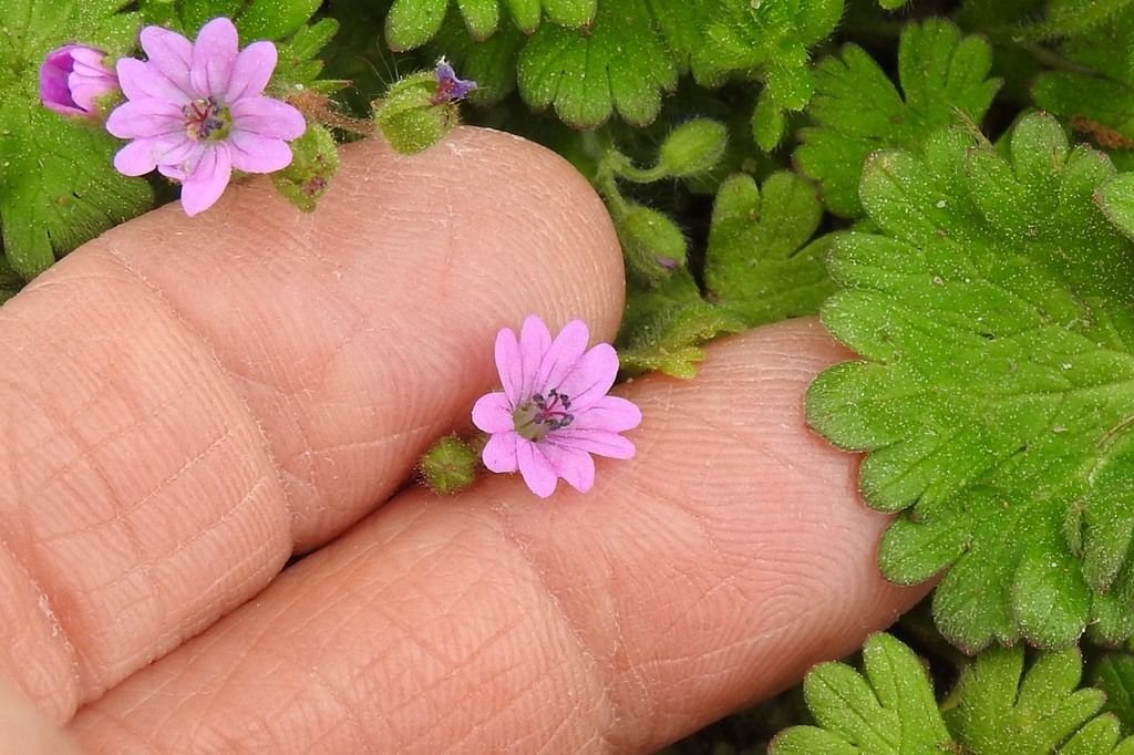 Dove's-foot crane's-bill (Geranium molle)
