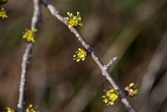 Downy forestiera (Forestiera pubescens)