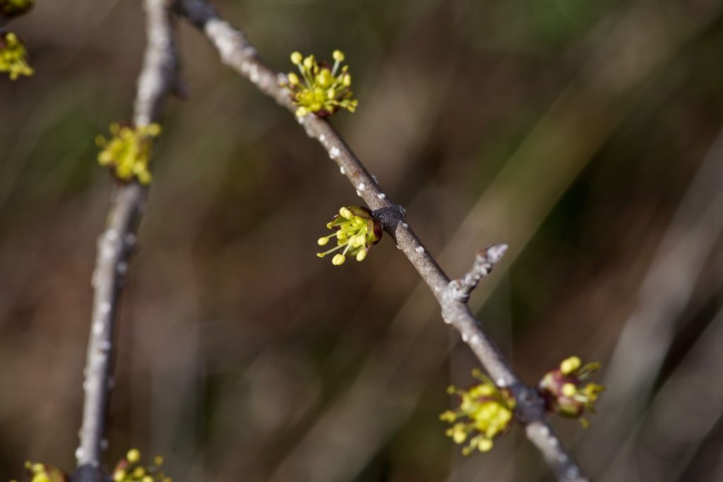 Downy forestiera (Forestiera pubescens)