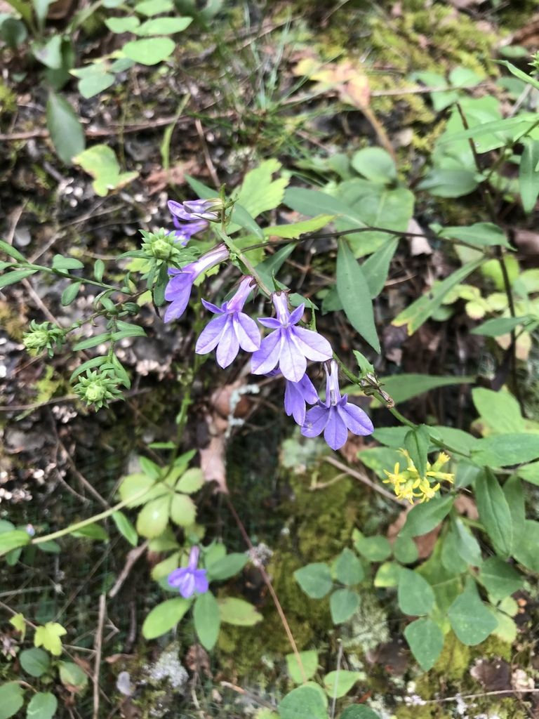 Downy lobelia (Lobelia puberula)
