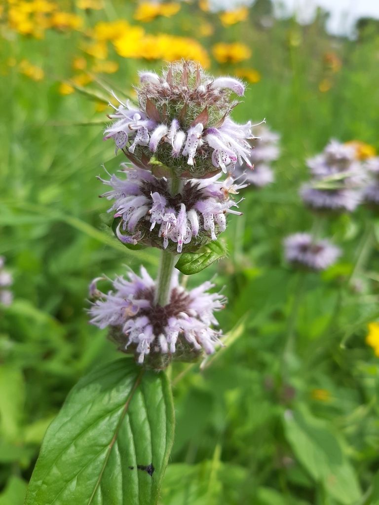 Downy pagoda plant (Blephilia ciliata)