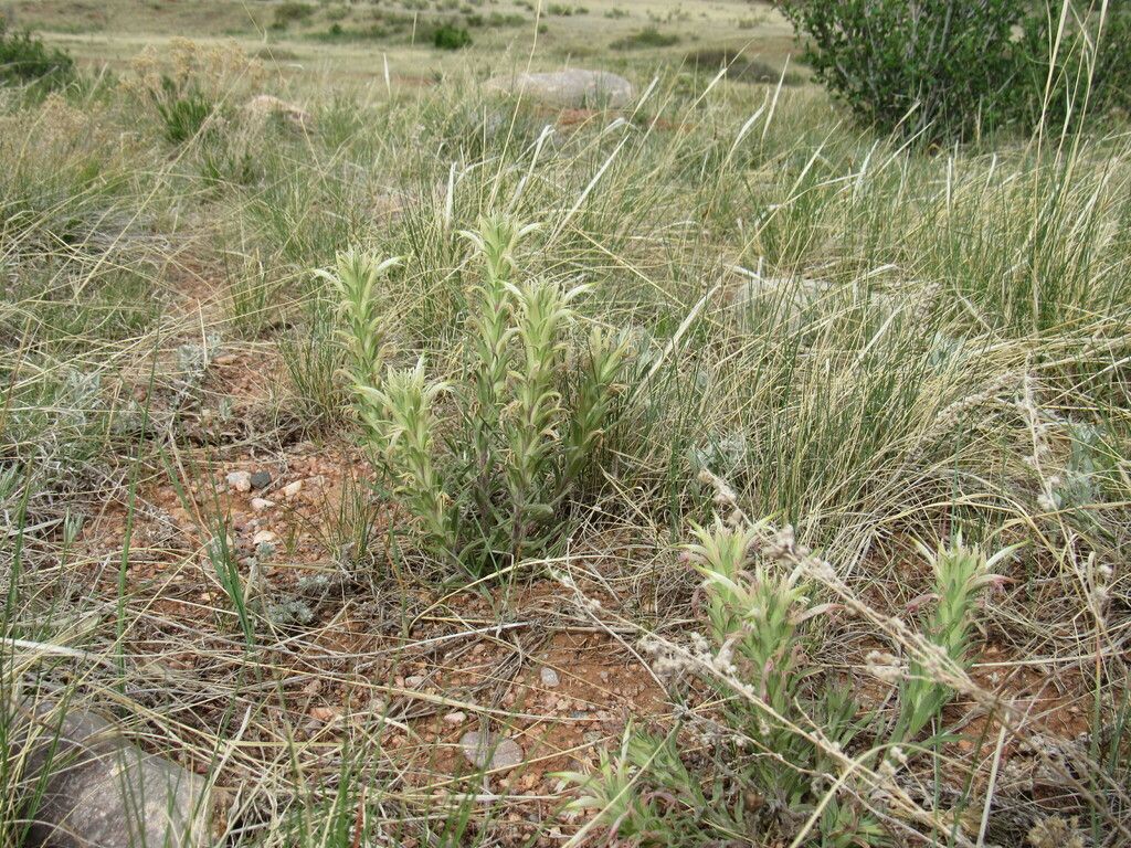 Downy painted-cup (Castilleja sessiliflora)