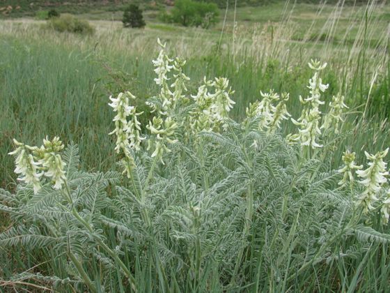Drummond's milkvetch (Astragalus drummondii)