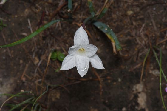 Drummond's rain lily (Zephyranthes drummondii)