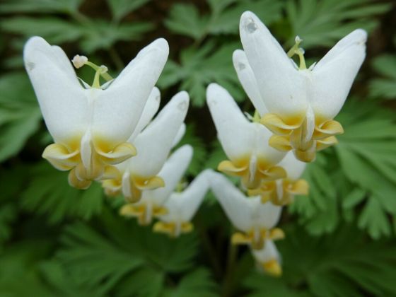 Dutchman's breeches (Dicentra cucullaria)