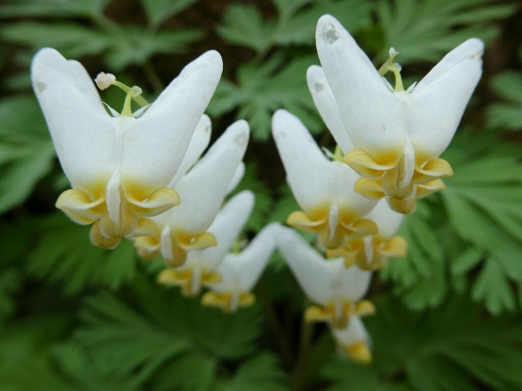 Dutchman's breeches (Dicentra cucullaria)
