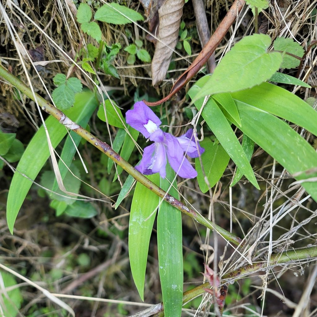 Dwarf crested iris (Iris cristata)