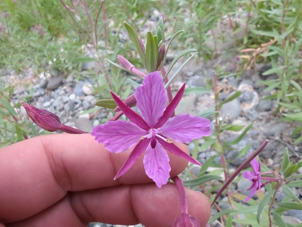 Dwarf fireweed (Chamaenerion latifolium)