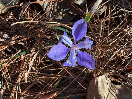 Dwarf iris (Iris verna)