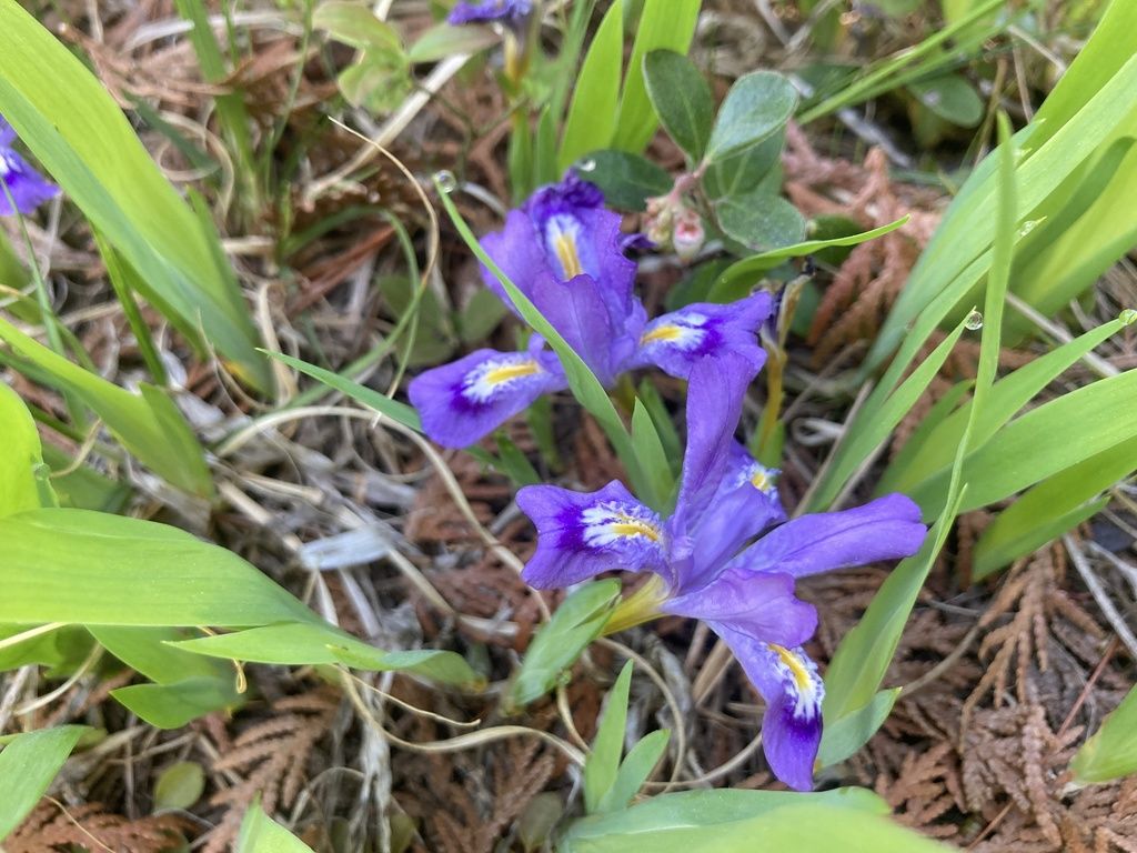 Dwarf lake iris (Iris lacustris)