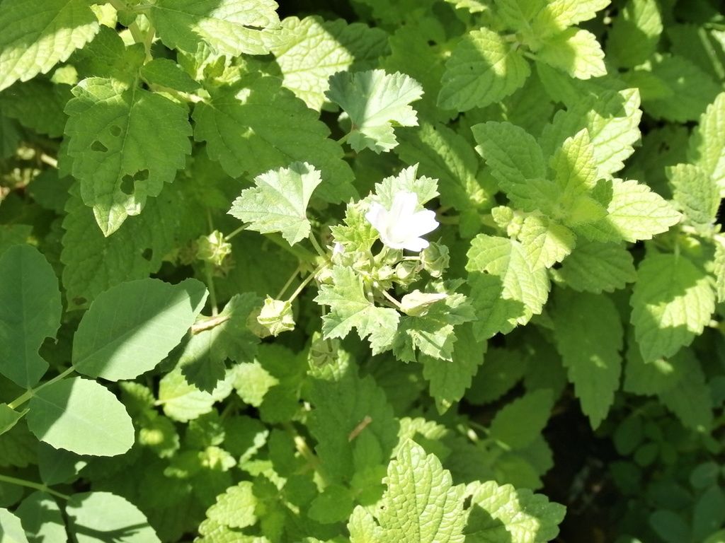 Dwarf mallow (Malva neglecta)