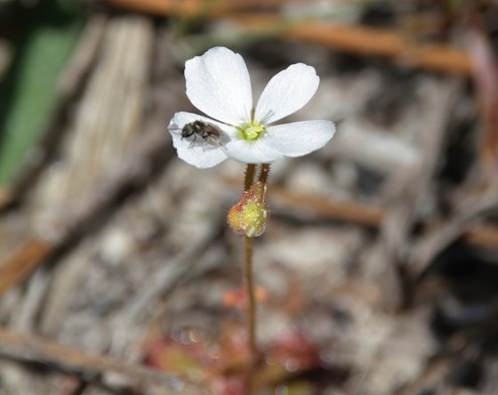 Dwarf sundew (Drosera brevifolia)