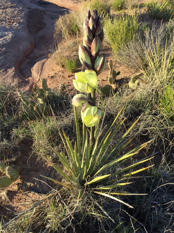 Dwarf yucca (Yucca harrimaniae)