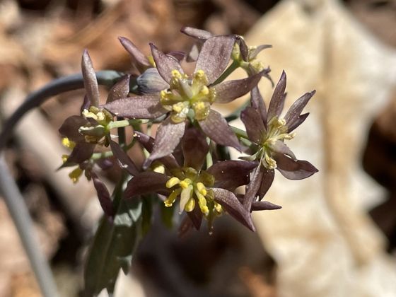 Early blue cohosh (Caulophyllum giganteum)