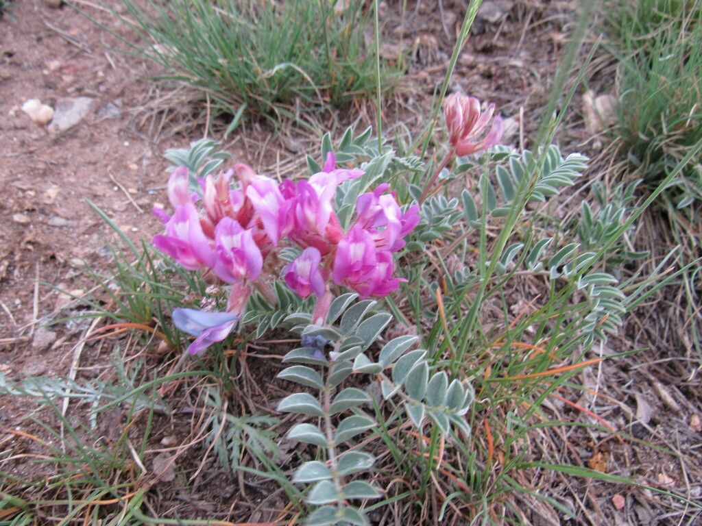 Early purple milkvetch (Astragalus shortianus)