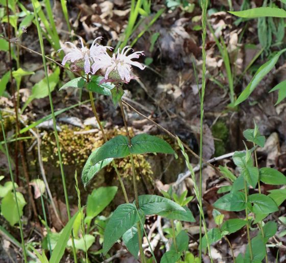 Eastern beebalm (Monarda bradburyana)