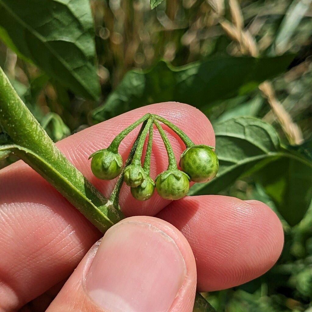 Eastern black nightshade (Solanum emulans)