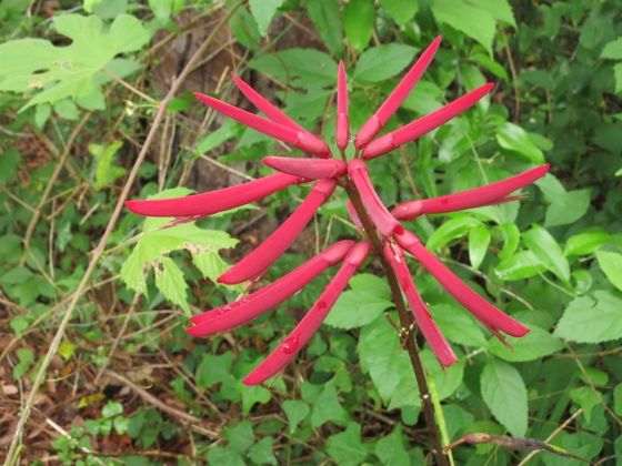 Eastern coral bean (Erythrina herbacea)