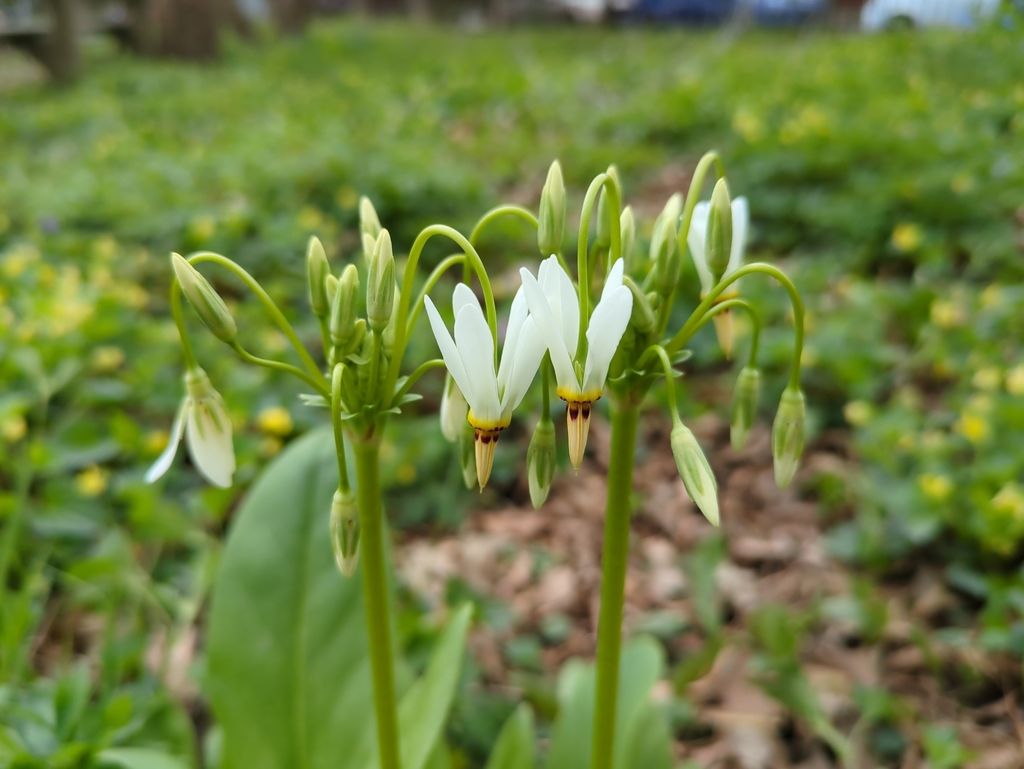 Eastern shooting star (Primula meadia)