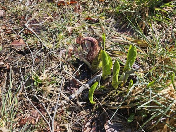 Eastern skunk cabbage (Symplocarpus foetidus)
