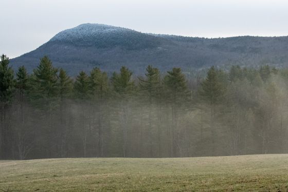 Eastern white pine