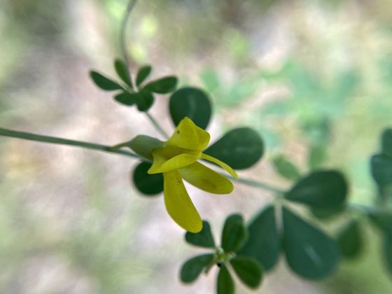 Eastern wild indigo (Baptisia tinctoria)