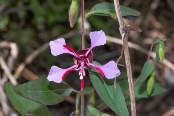 Elegant clarkia (Clarkia unguiculata)
